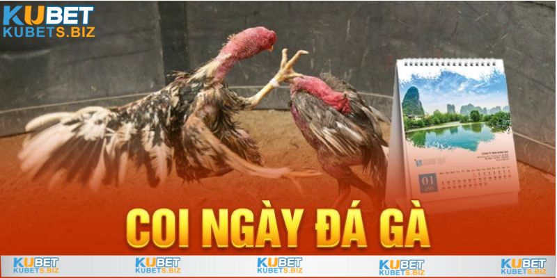 Giải đáp thắc mắc của người chơi về coi ngày đá gà