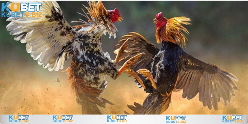 Coi ngày đá gà theo mạng ngũ hành tăng cơ hội thắng cuộc