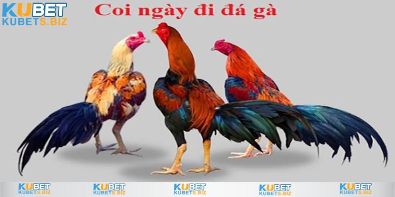 Coi ngày đá gà giúp bạn cải thiện vận may