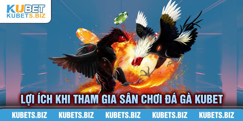 Nhiều lợi ích, an toàn khi tham đá gà tại Kubet