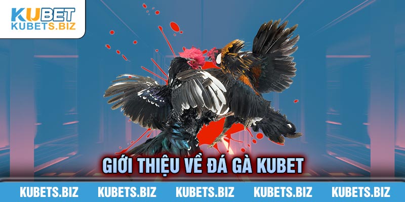 Đá gà Kubet sân chơi trực tuyến siêu hấp dẫn