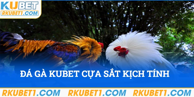 Đá gà Kubet cựa sắt kịch tính đến từng giây phút 