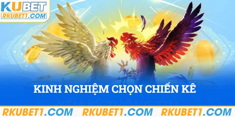 Kinh nghiệm chọn ra chiến kê có khả năng thắng cao