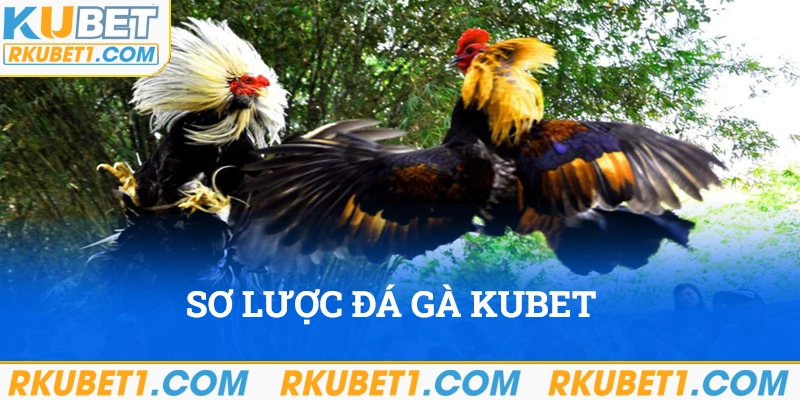 Sơ lược về đá gà Kubet